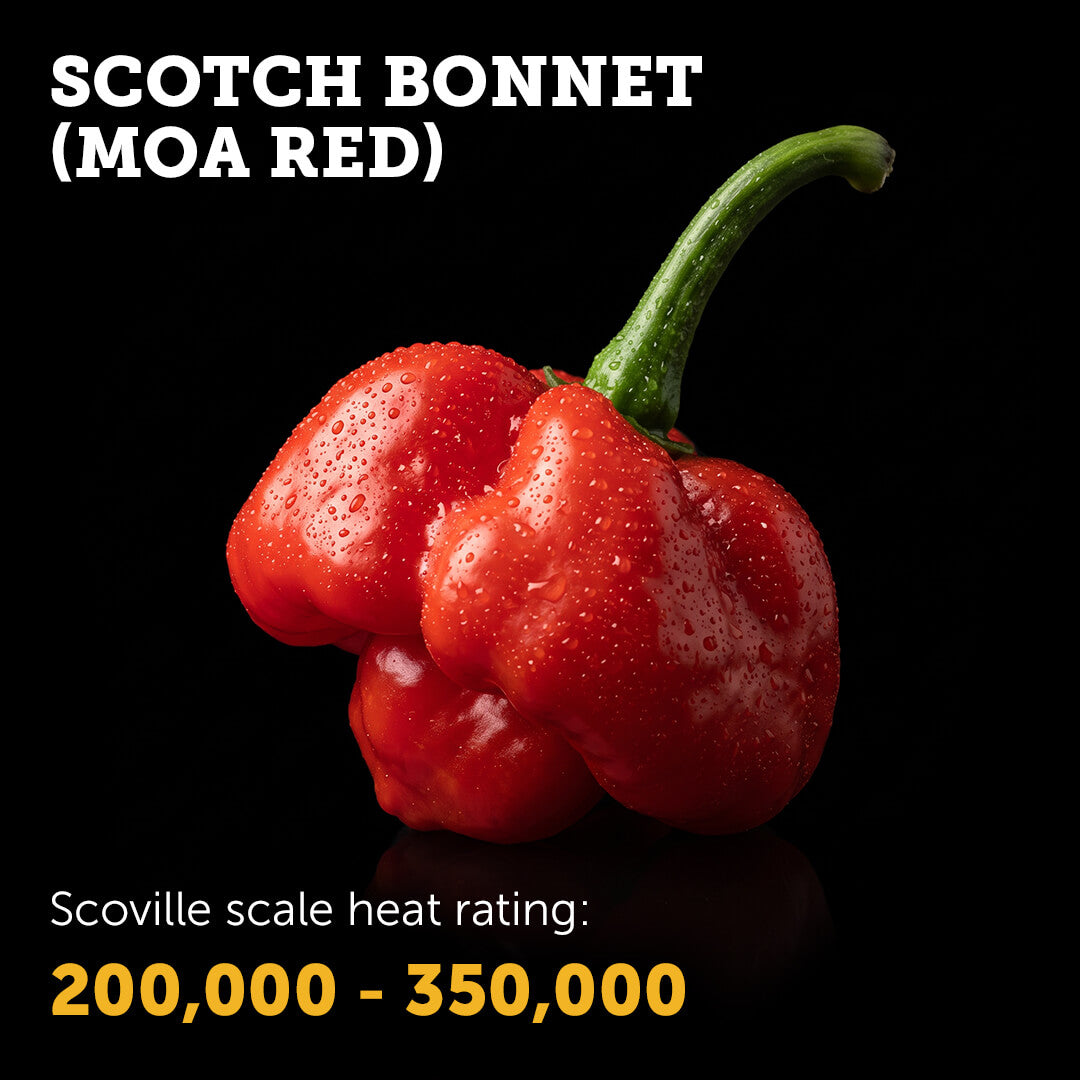 Ripe red Scotch Bonnet MOA chilli pepper