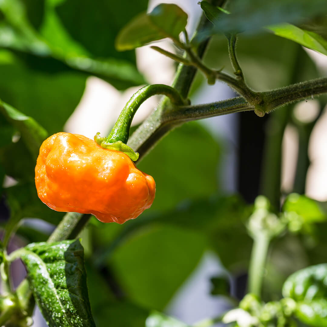 Scotch Bonnet (Orange) Seeds