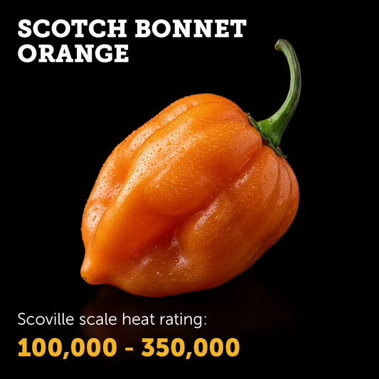Ripe Orange Scotch Bonnet chilli pepper