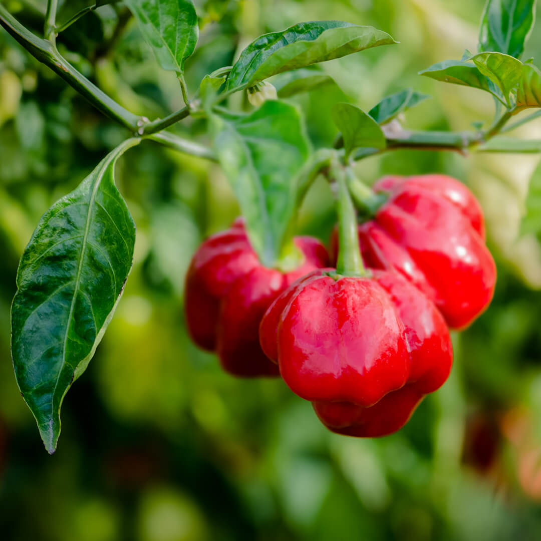Scotch Bonnet (Red) Seeds