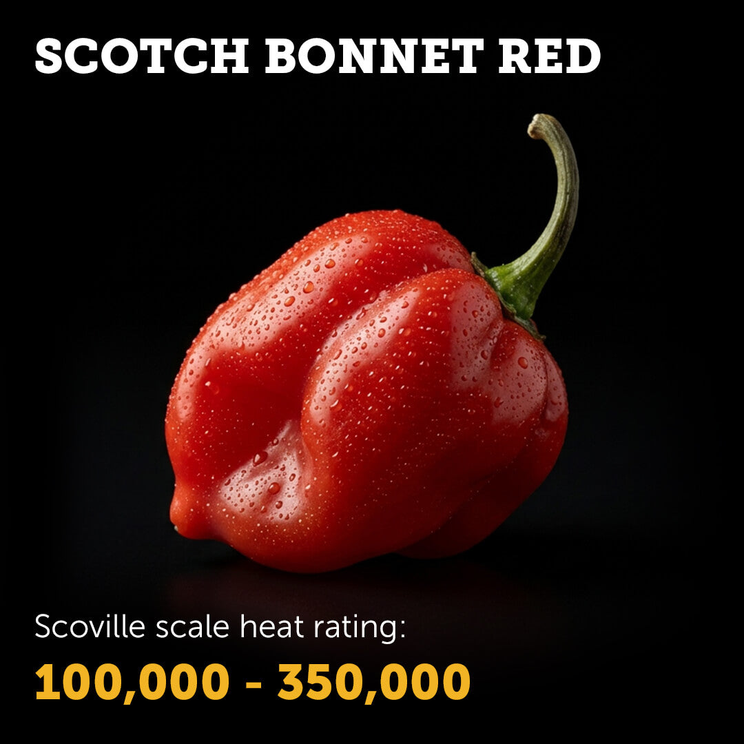 Ripe Red Scotch Bonnet chilli pepper