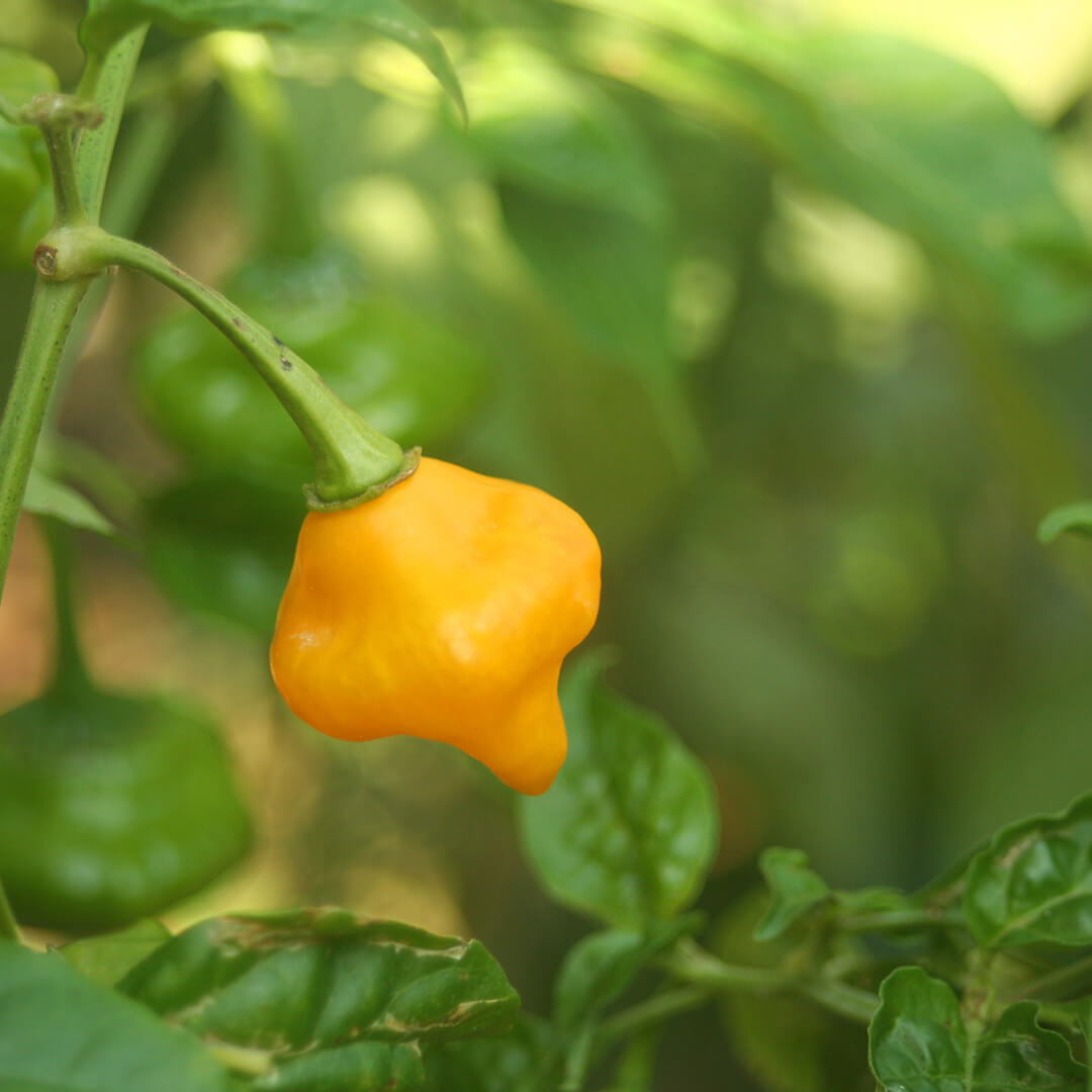 Scotch Bonnet (Yellow) Seeds