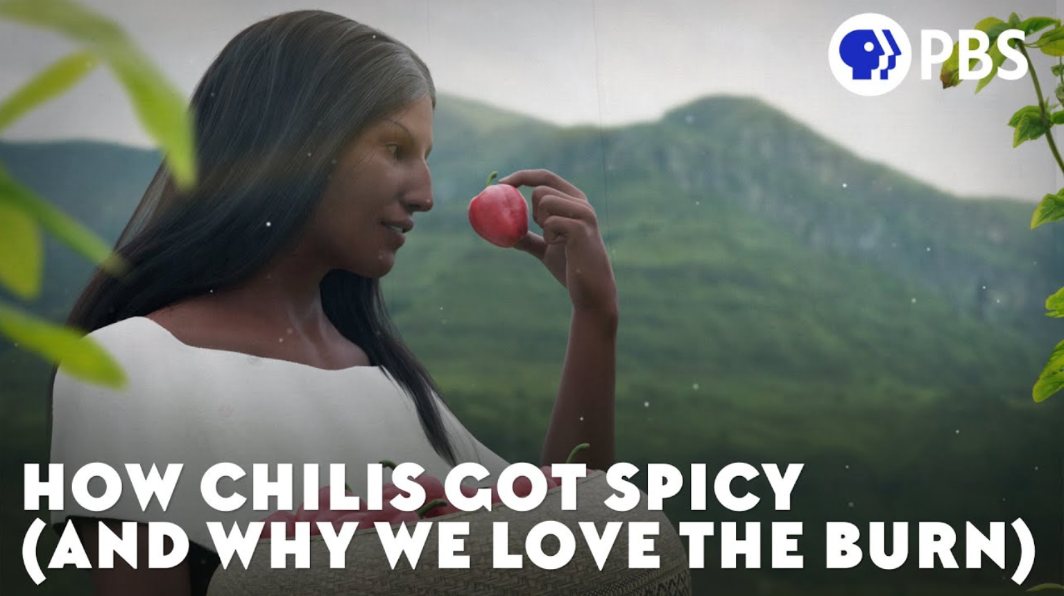 Load video: Chilli Seeds NZ Youtube video &quot;How chillies got Spicy&quot;
