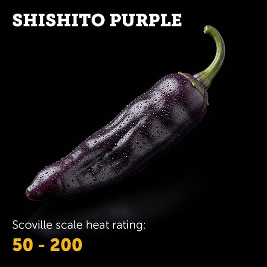 Shishito Seeds (Purple)