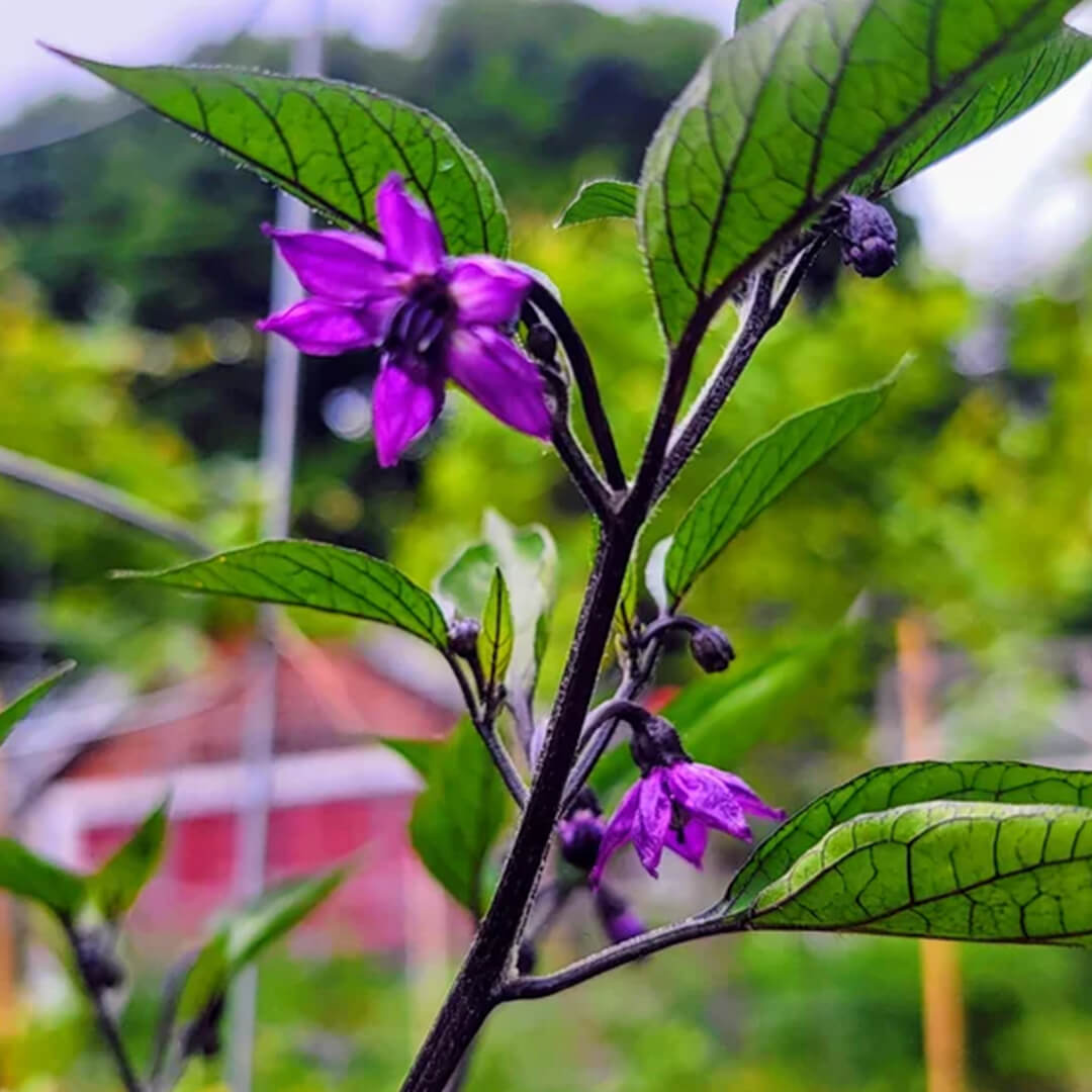 Shishito Seeds (Purple)