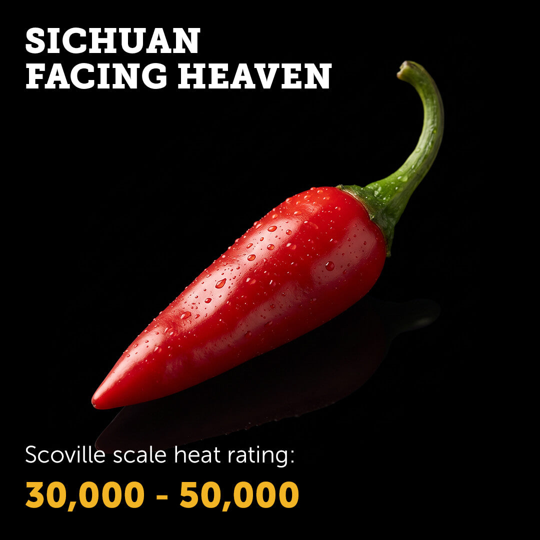 Ripe red Sichuan Facing Heaven chilli pepper