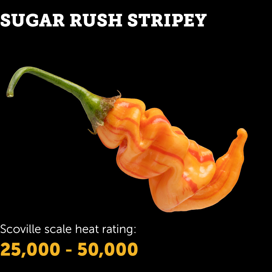 Sugar Rush Stripey Seeds