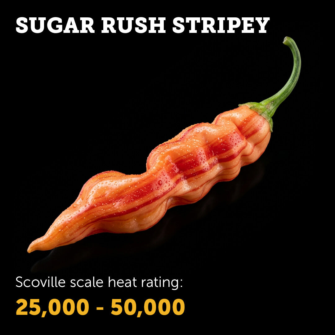 Sugar Rush Stripey Seeds