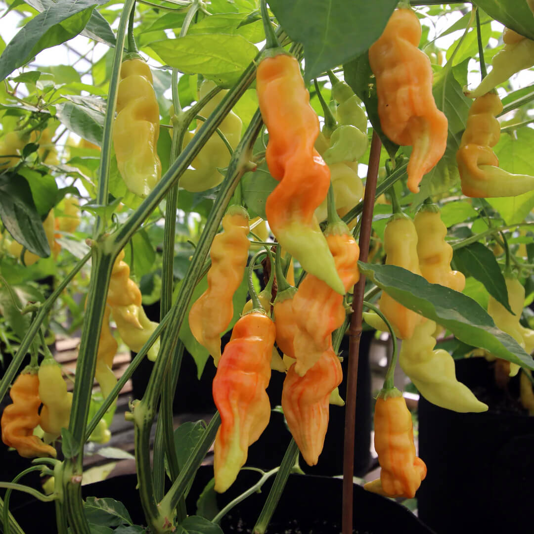 Sugar Rush Stripey Seeds