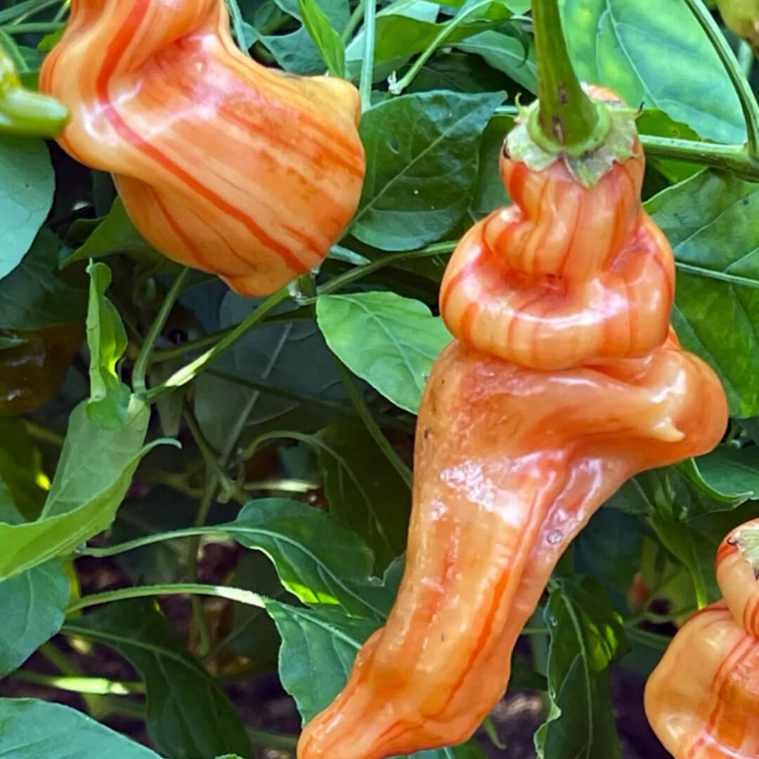 Sugar Rush Stripey Seeds