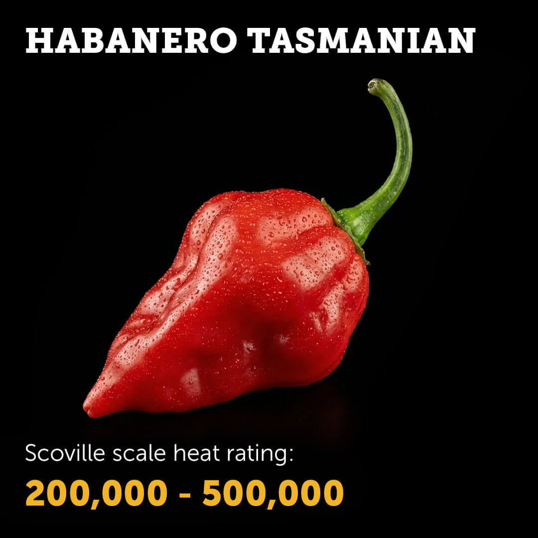 Ripe orange-red Tasmanian Habanero chilli pepper