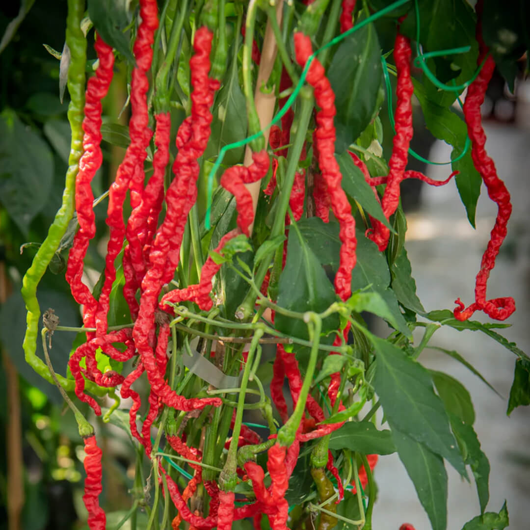 Thunder Mountain Pepper Seeds