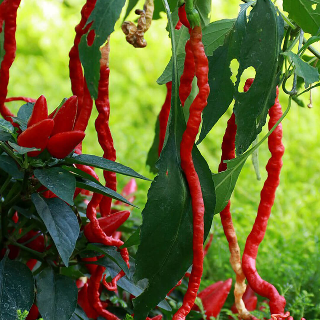 Thunder Mountain Pepper Seeds