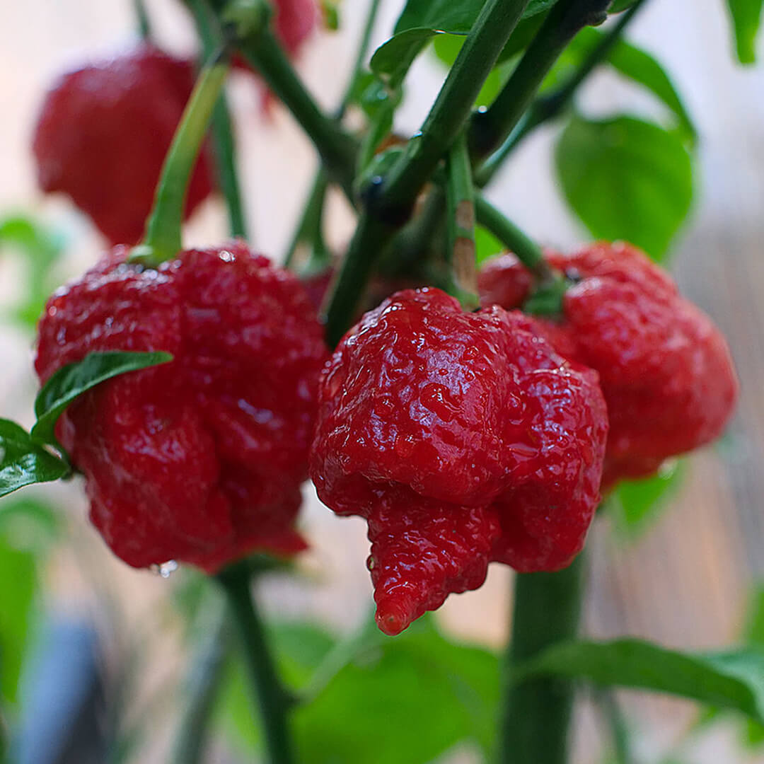 Trinidad Scorpion Moruga Seeds