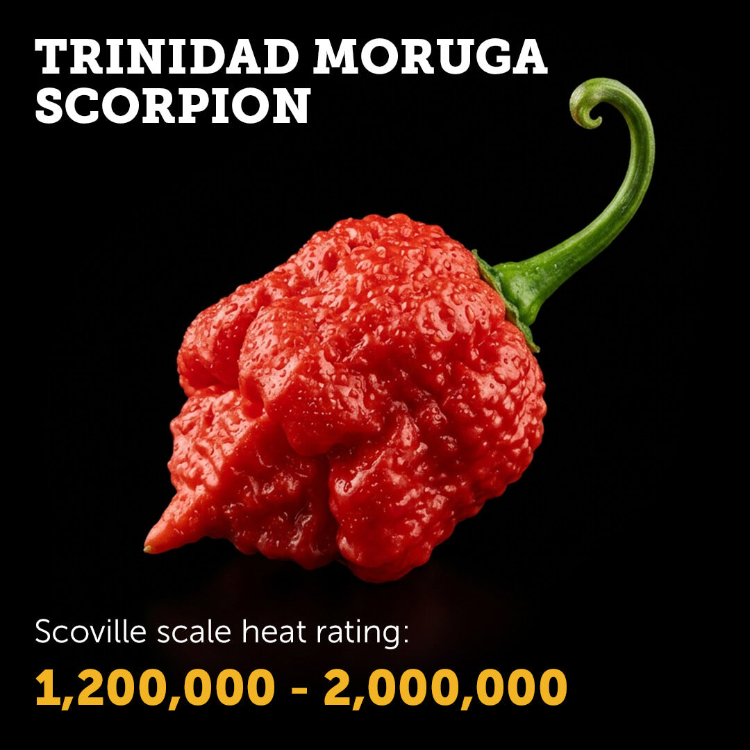 Ripe red Trinidad Scorpion Moruga chilli pepper