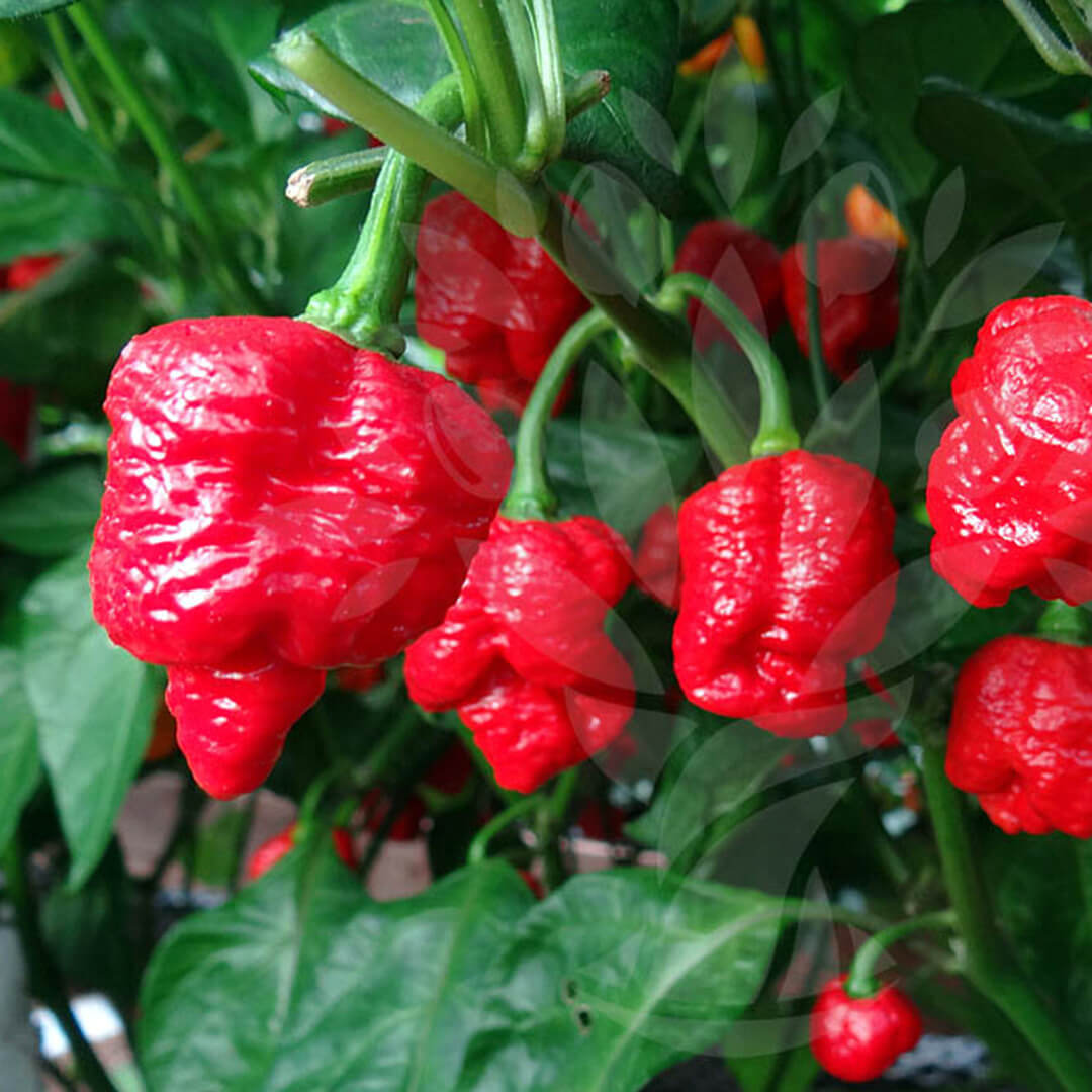 Trinidad Scorpion Moruga Seeds