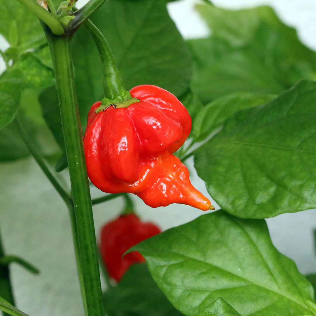 Trinidad Scorpion Butch T Pepper Seeds
