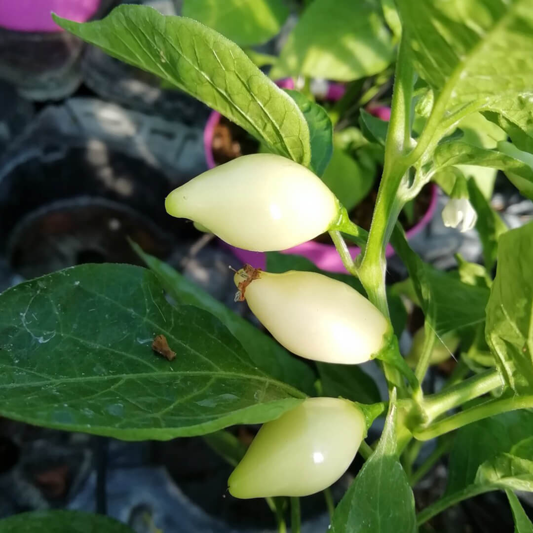 White Chupetinho Seeds