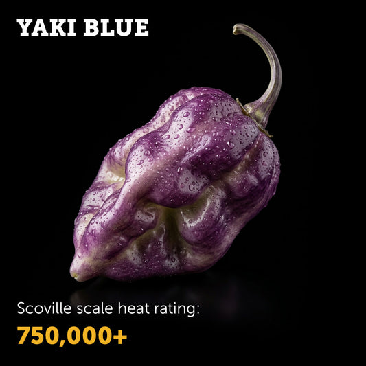 Yaki Blue