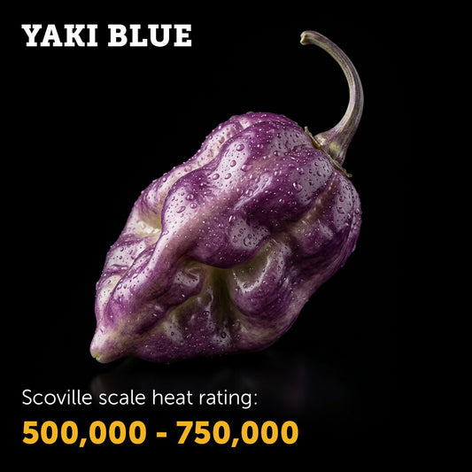 Ripe burgundy Yaki Blue chilli pepper