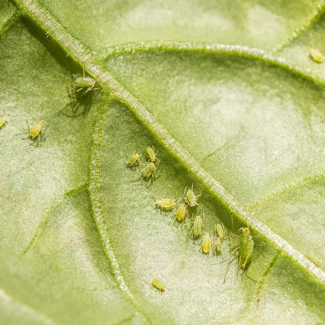Chilli Seeds NZ Close up photo of leave with Aphids on