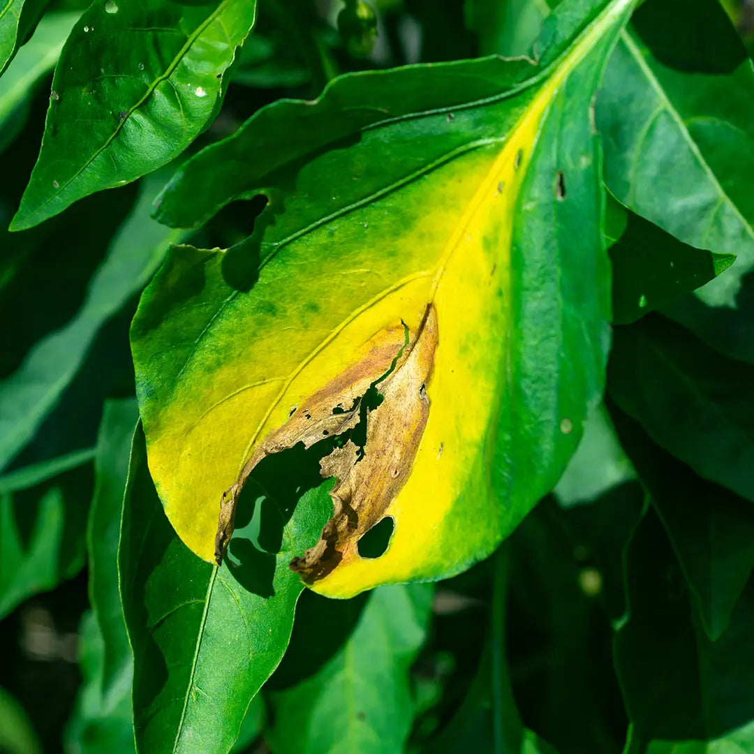 Chilli Seeds NZ Phytophthora Blight damage to a leaf