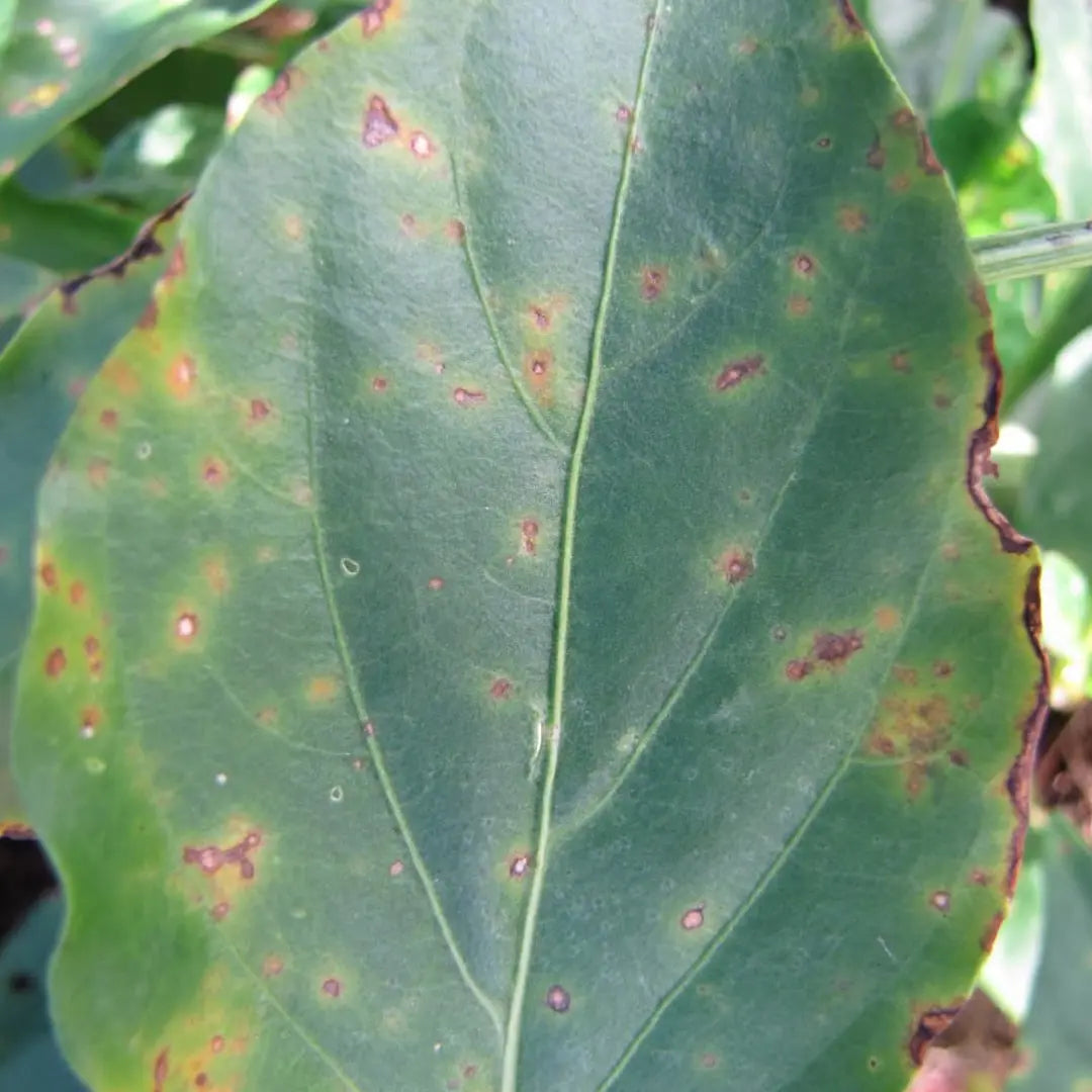 Chilli Seeds NZ Bacterial Leaf Spot damage to a leaf