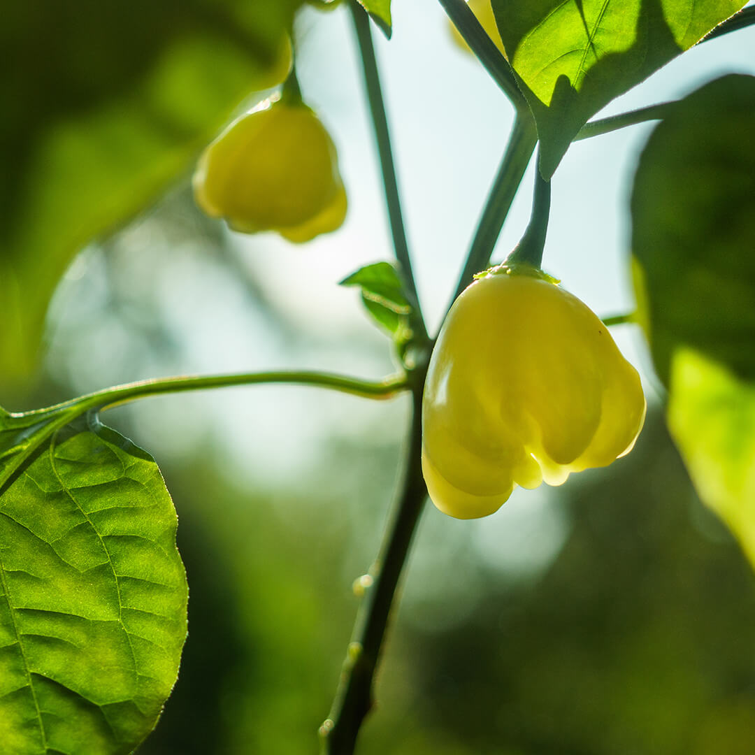 Aji Fantasy Seeds