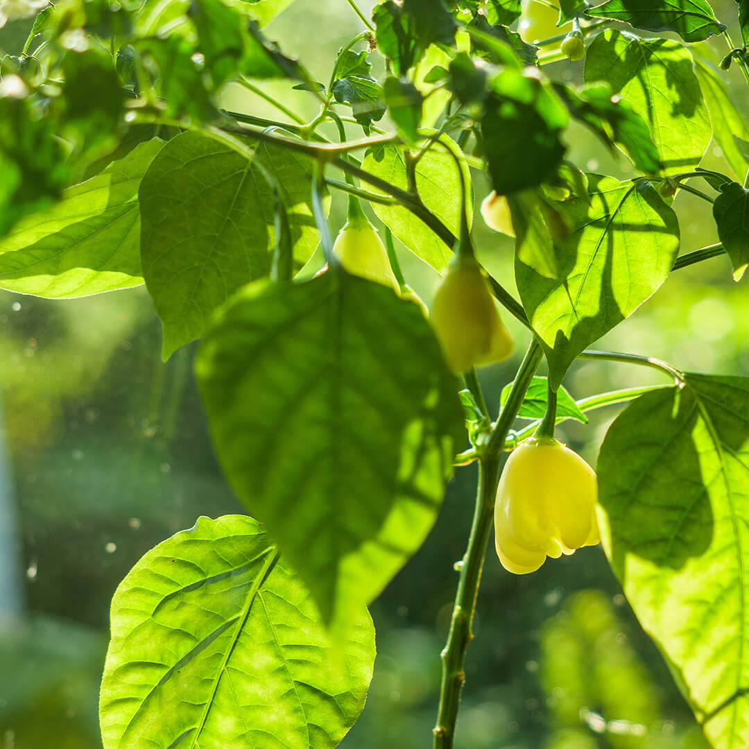 Aji Fantasy Seeds