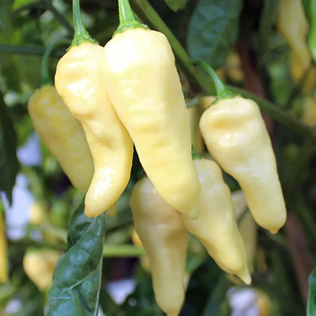 Chilli Seeds NZ Fatallii