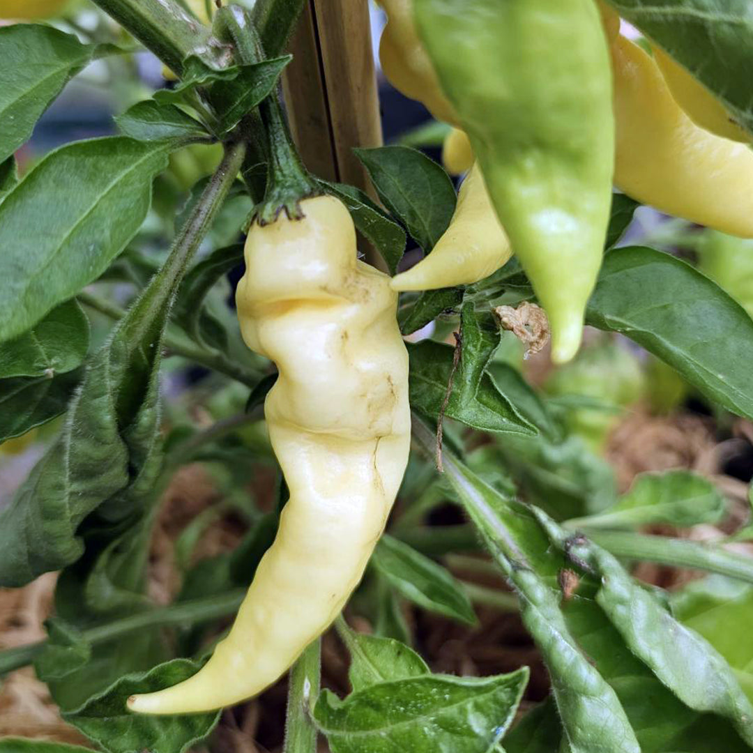 Chilli Seeds NZ Fatallii