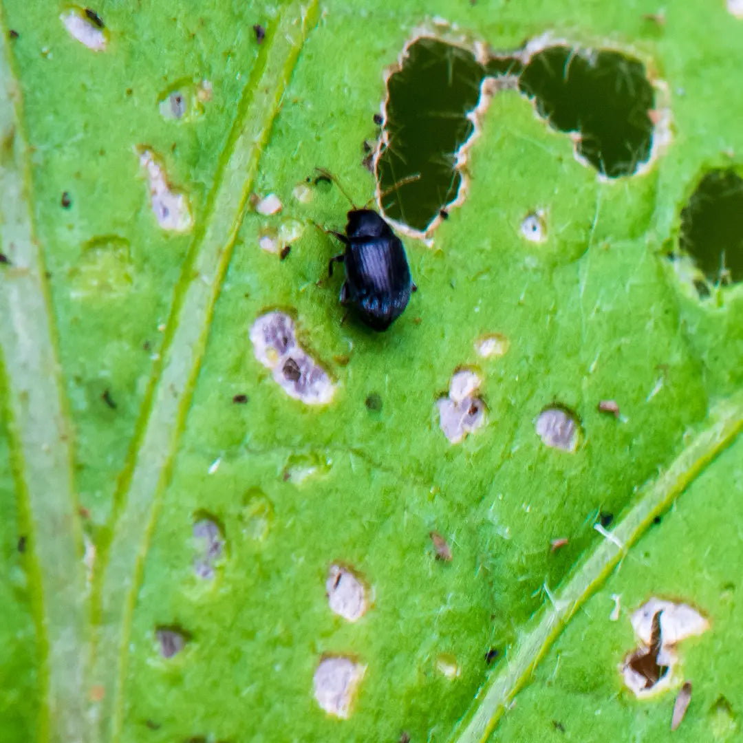 Chilli Seeds NZ close up image of a Flea Beetle on a leaf
