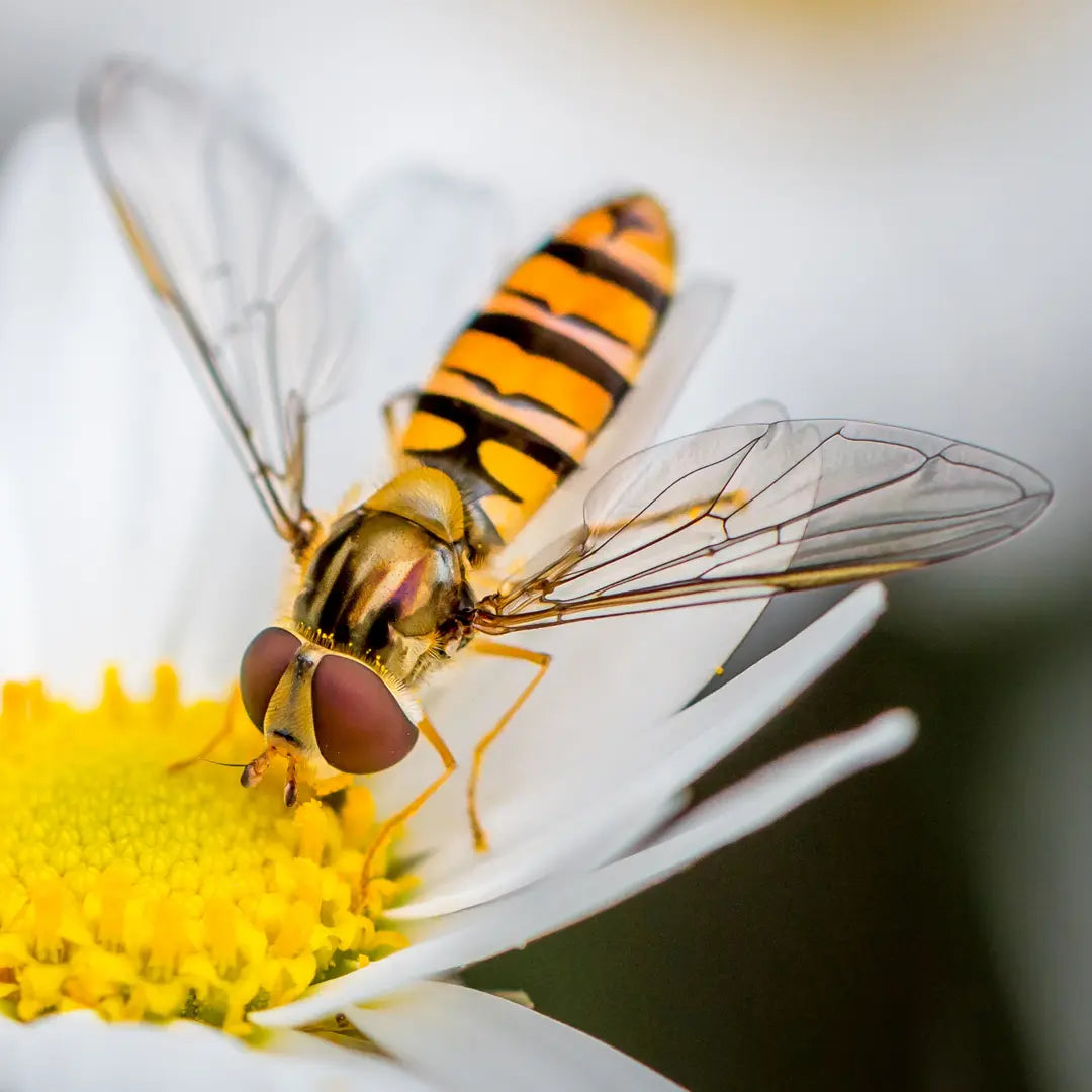 Chilli Seeds NZ close up image of Hoverfly on a daisy