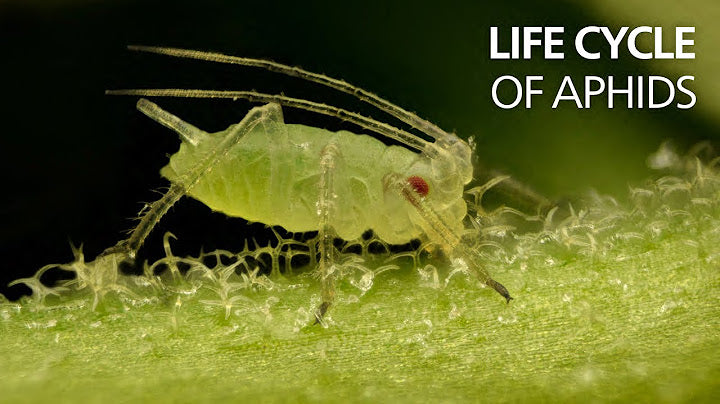 Load video: Video from Youtube, showing the life cycle of Aphids