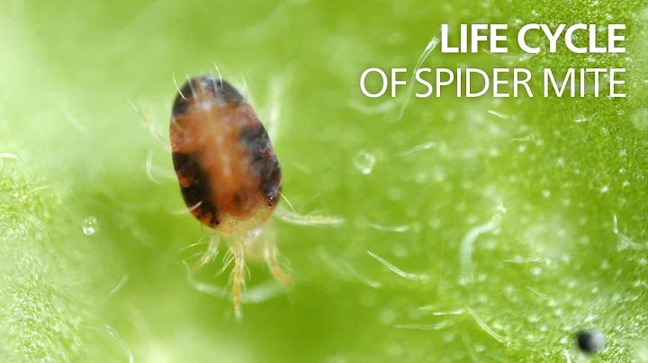 Load video: Video from Youtube, showing the life cycle of Spider Mites