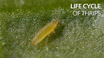 Load video: Video from Youtube, showing the life cycle of Thrips