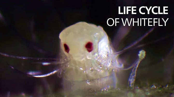 Load video: Video from Youtube, showing the life cycle of Whiteflies