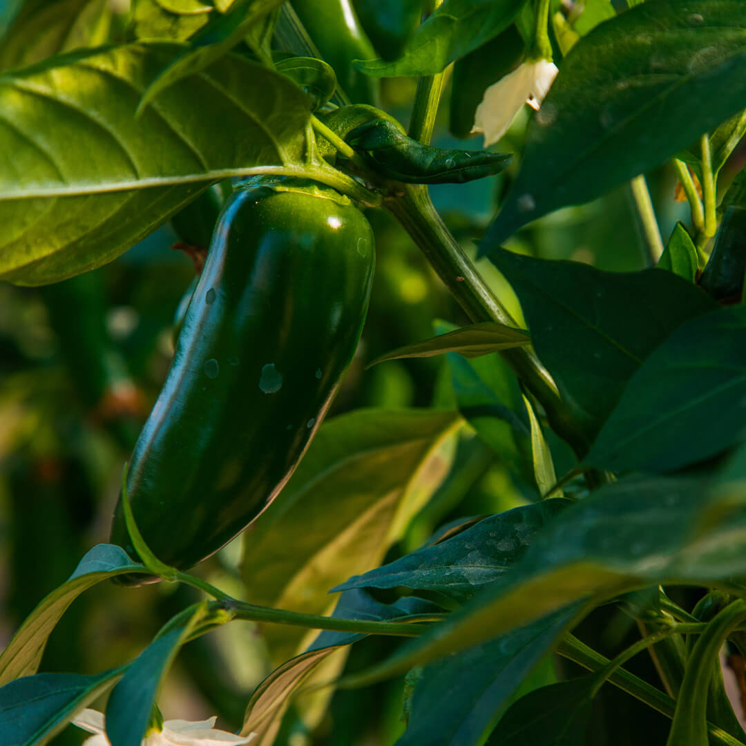 Jalapeño Goliath Seeds