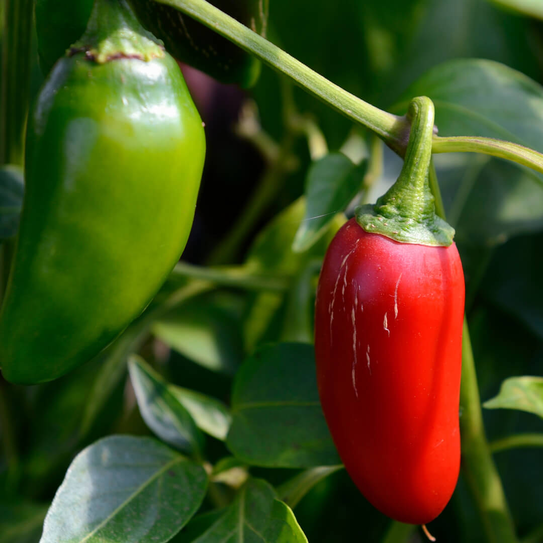 Jalapeño Mammoth Seeds
