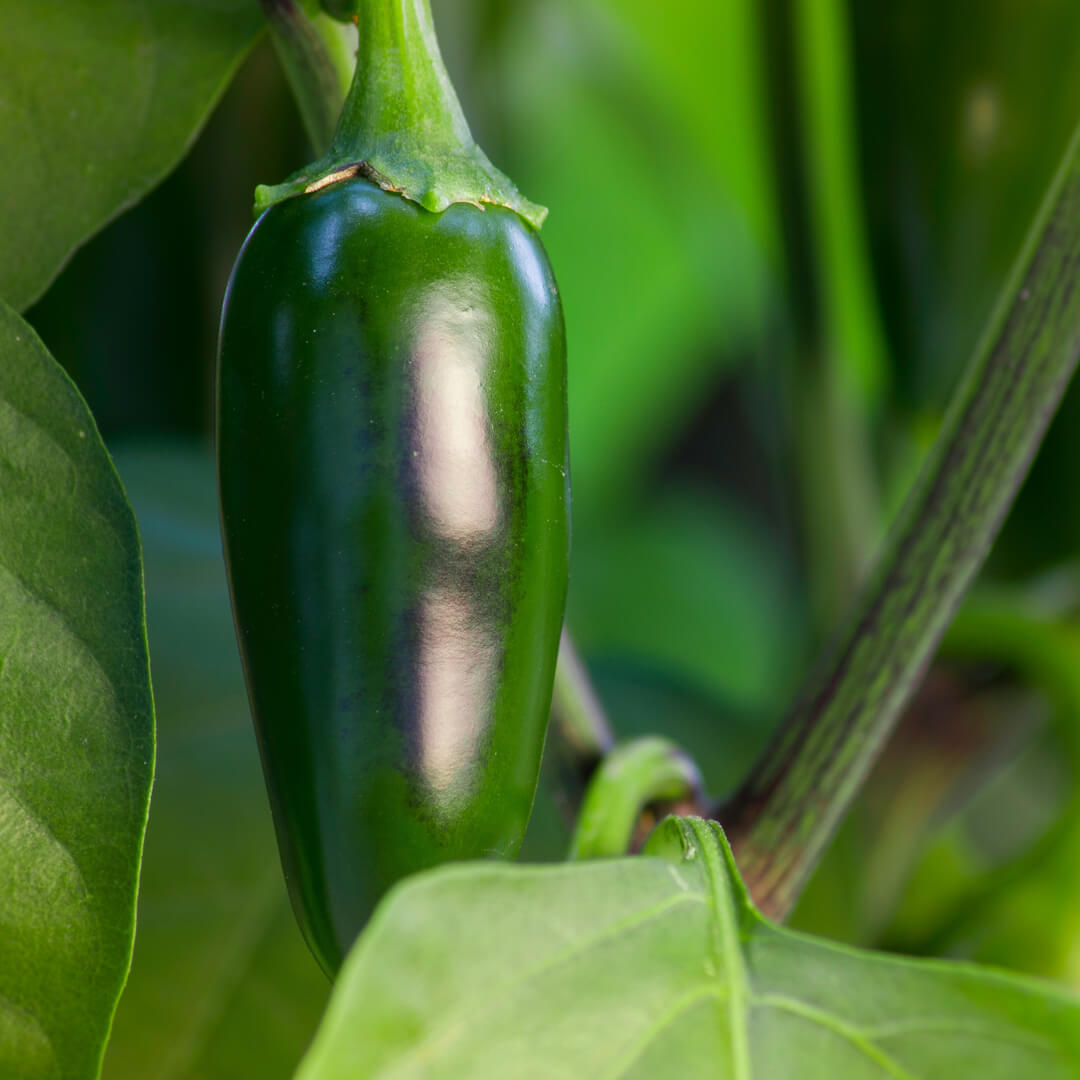 Jalapeño Mammoth Seeds