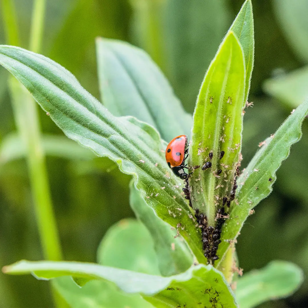 Chilli Seeds NZ Close up photo of a Ladybug on plant