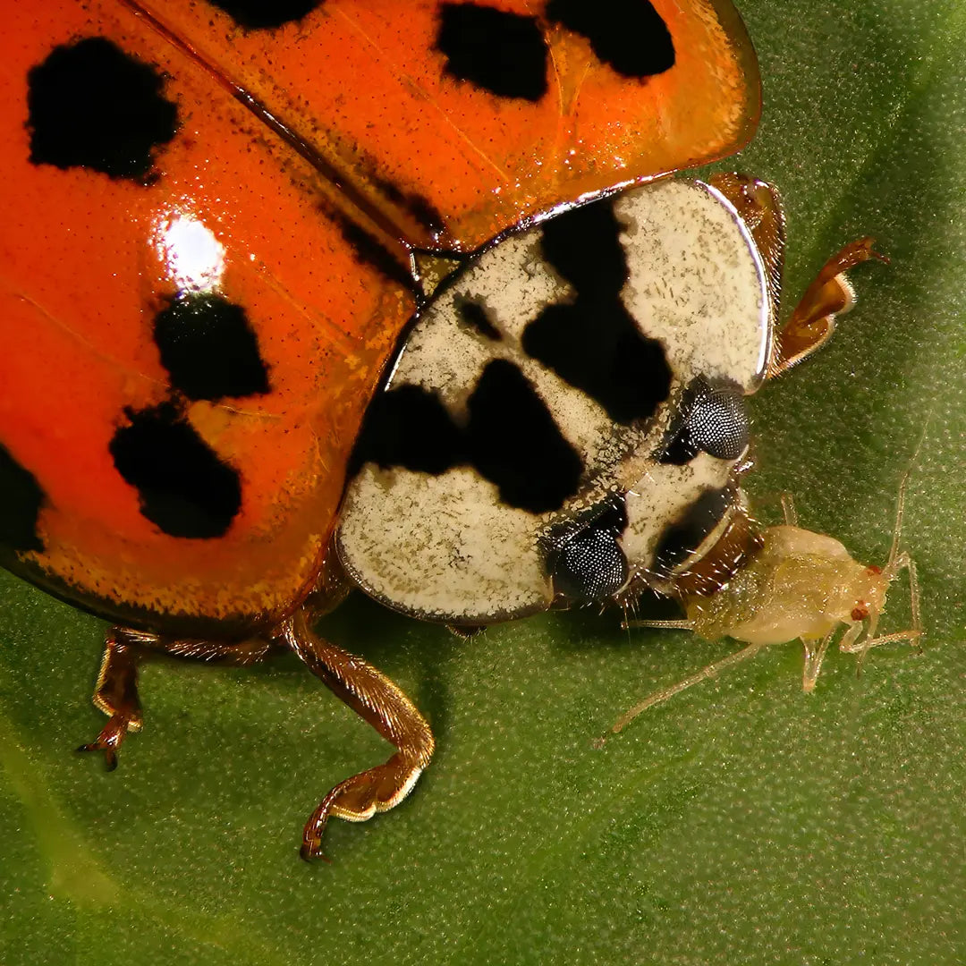 Chilli Seeds NZ Close up photo of a Ladybug eating an Aphid