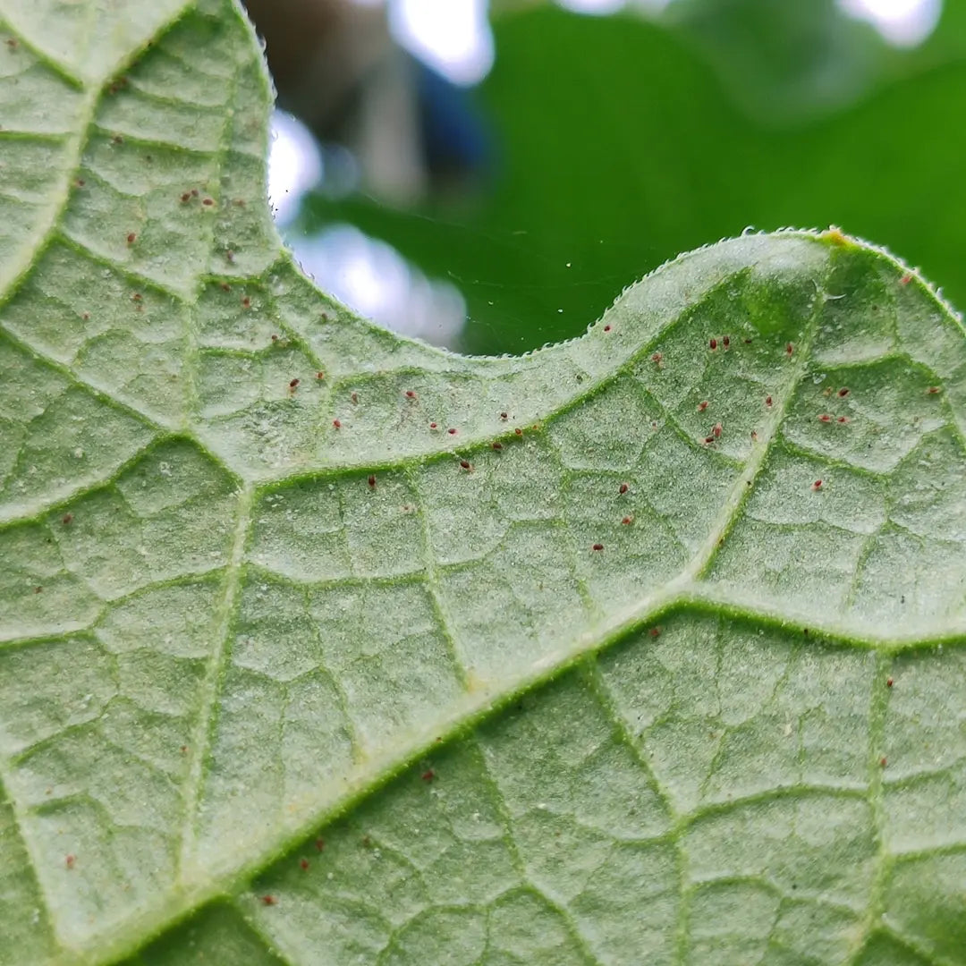 Chilli Seeds NZ image of Mites on a leaf