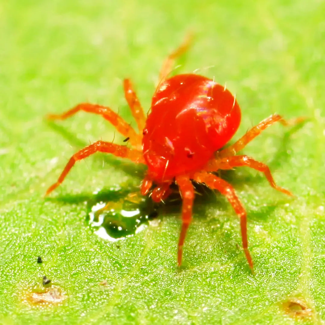 Chilli Seeds NZ close up image of a Mite on a leaf