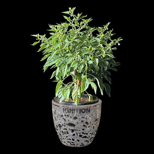 Cap Mushroom (Red) Seeds