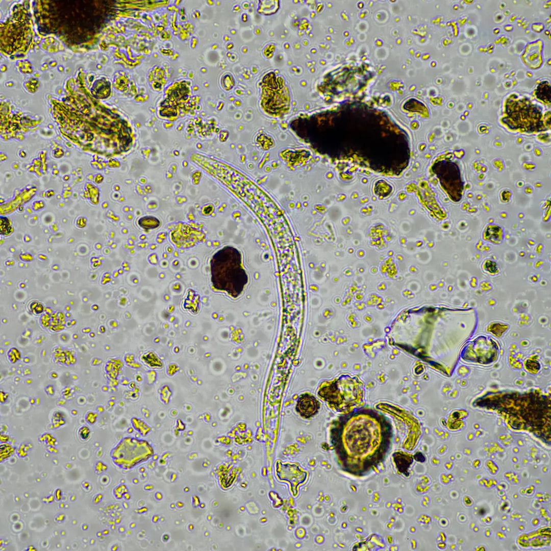 Chilli Seeds NZ close up image of Nematode
