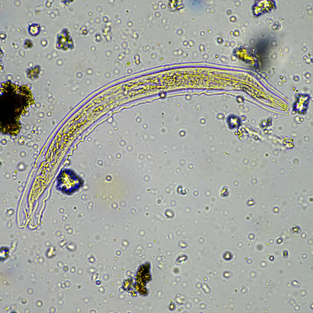 Chilli Seeds NZ close up image of Nematode