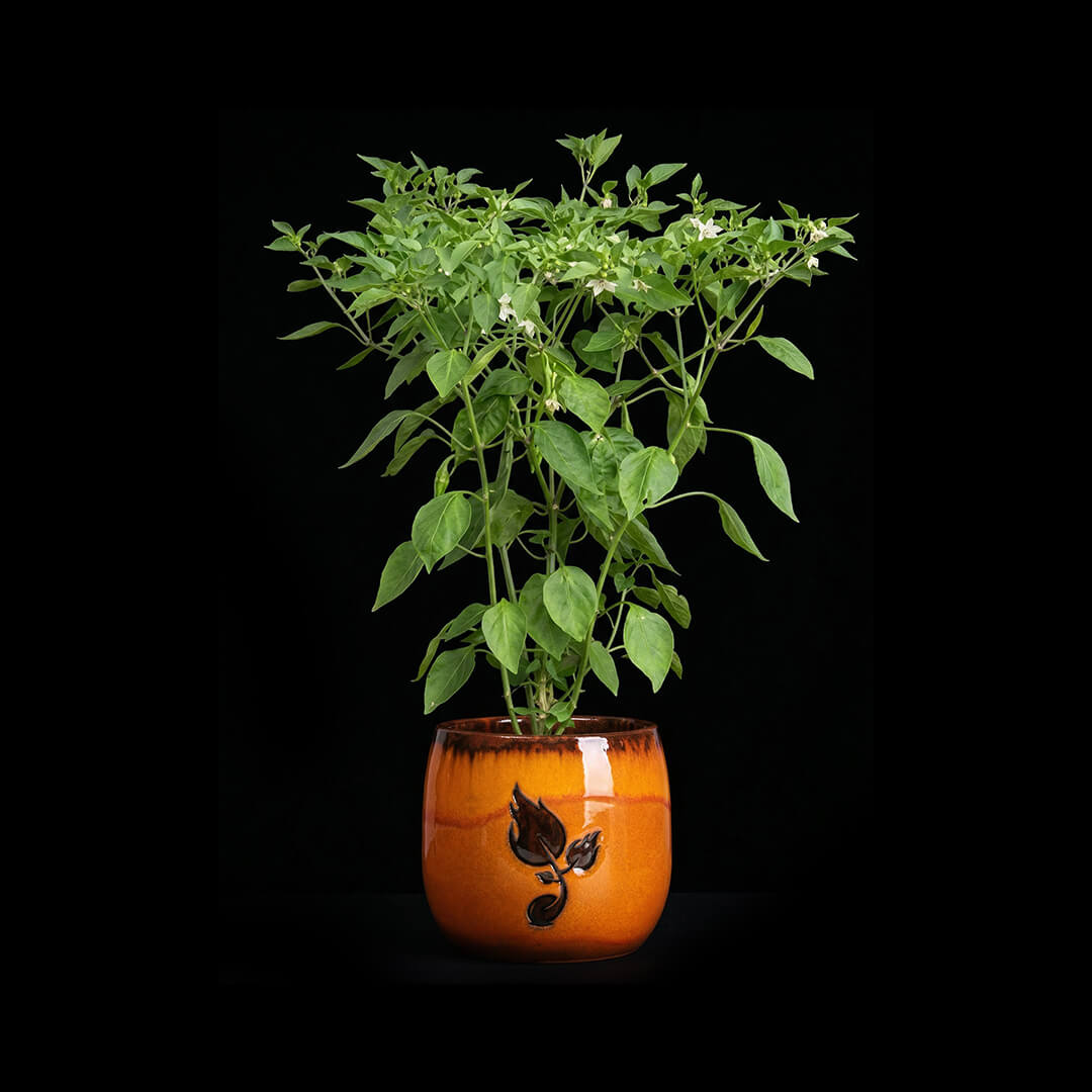 Bhut Jolokia (Chocolate) Seeds