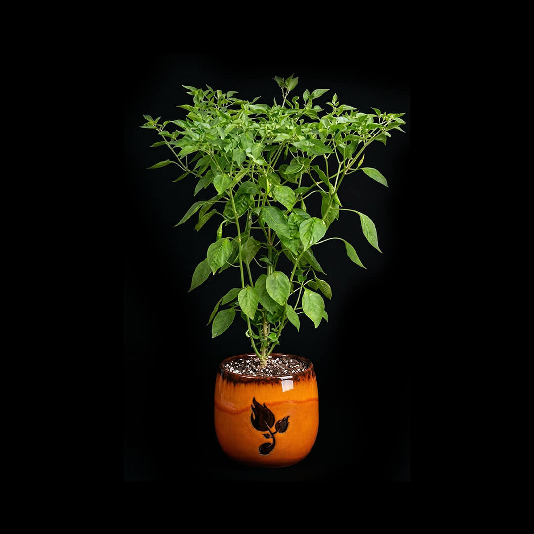 Habanero (Orange) Seeds