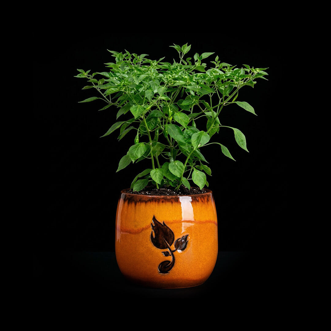 Aji Limón Lemon Drop Seeds